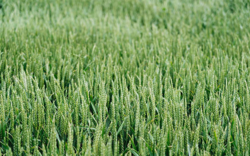 Herbicydy na zboża ozime wiosną