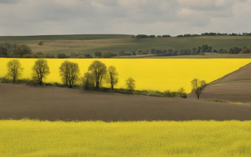 Jesienne nawożenie rzepaku – plan na plon po opóźnionych żniwach