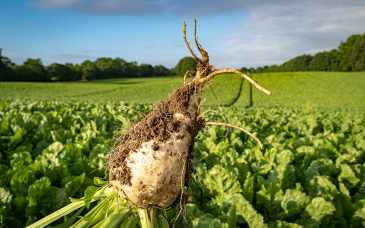 Jak zwalczać chwościk w buraku?