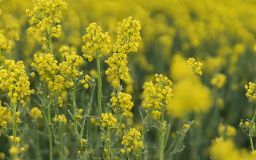 Opadający płatek w rzepaku