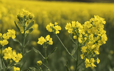 Faza zielonego pąka w rzepaku