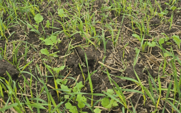 Jesienne zwalczanie samosiewów zbóż i traw w rzepaku ozimym - jak zrobić to dobrze