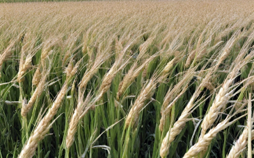 Zabieg T3 w pszenicy ozimej