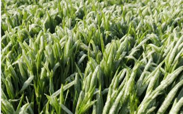 Choroby wirusowe zbóż