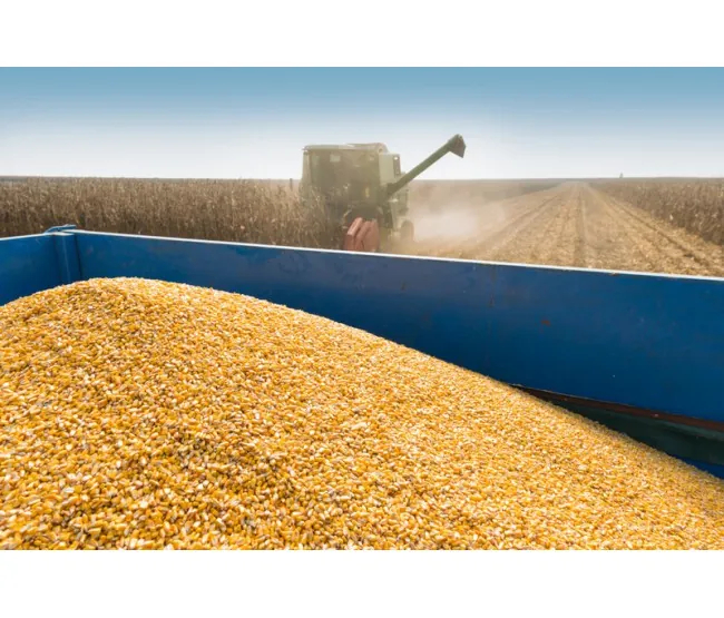Nawożenie dolistne kukurydzy warunkuje wysokie plony