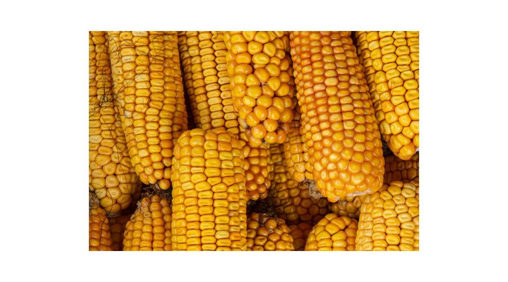 Na co zwrócić uwagę przy doborze kukurydzy?