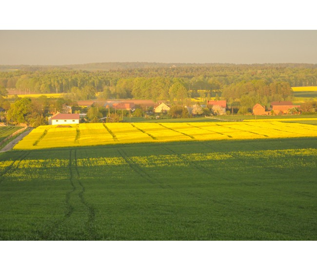 Skracanie rzepaku - wiosenny zabieg regulująco-fungicydowy