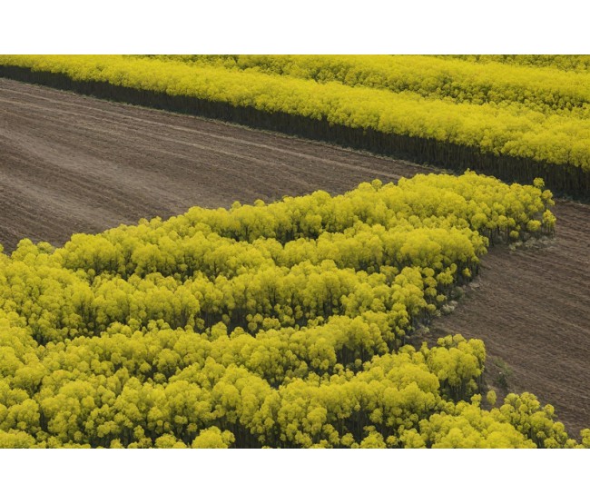 Zaprawy nasienne jako kluczowe narzędzie w ochronie i zwiększaniu plonów rzepaku ozimego
